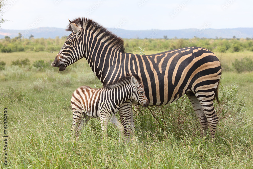 Steppenzebra / Burchell's Zebra / Equus burchellii... Steppenzebra / Burchell's Zebra / Equus burchellii...