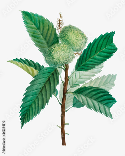 Sweet chestnut tree
