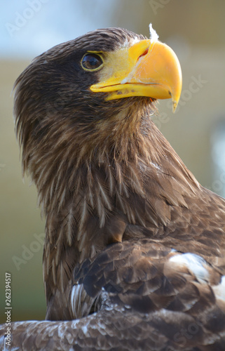 The white-tailed eagle or ern, erne, gray eagle, Eurasian sea eagle and white-tailed sea-eagle[citation needed], is a large bird of prey  family Accipitridae which includes hawks, kites, and harriers