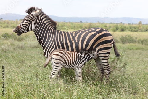 Steppenzebra   Burchell s Zebra   Equus burchellii...