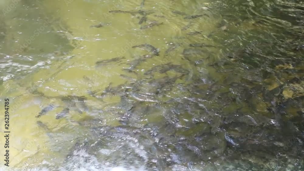 Fish waterfall wearing clean,Fish swim,fish enjoy video full HD. Fish waterfall wearing clean,Fish swim,fish enjoy video full HD.