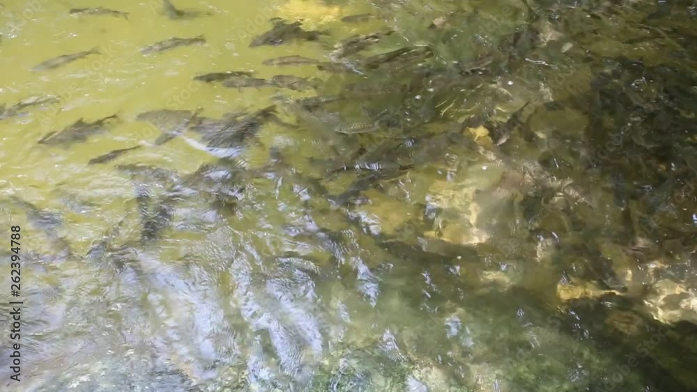 Fish waterfall wearing clean,Fish swim,fish enjoy video full HD. Fish waterfall wearing clean,Fish swim,fish enjoy video full HD.