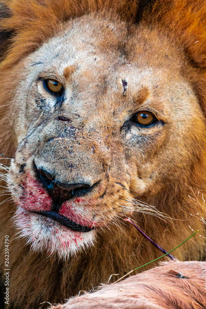 Fototapeta premium Lion feasting