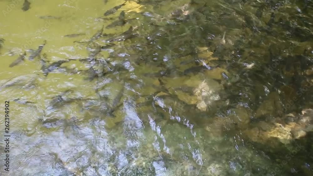 Fish waterfall wearing clean,Fish swim,fish enjoy video full HD. Fish waterfall wearing clean,Fish swim,fish enjoy video full HD.