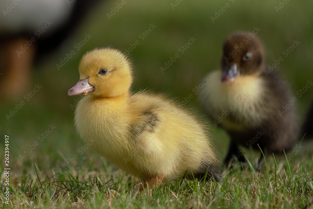 Cute baby Muscovy ducklings in a grassy field