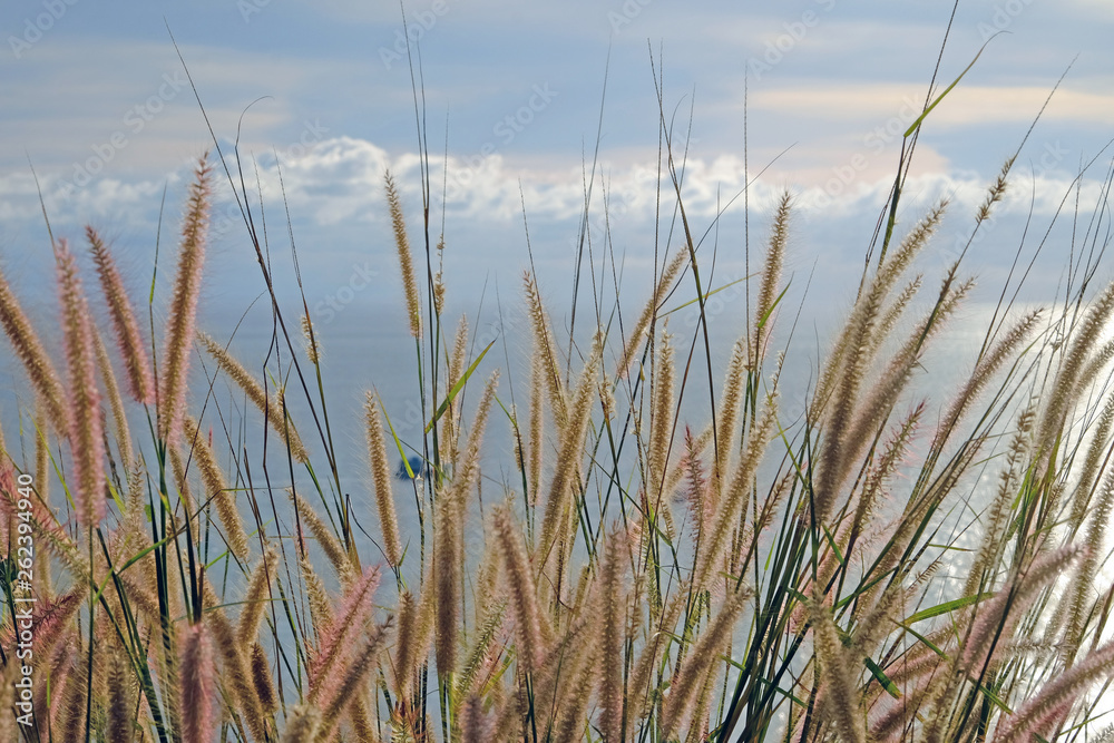 Gold wild grass growing on high ground with background of horizon between seascape and cloudscape Gold wild grass growing on high ground with background of horizon between seascape and cloudscape