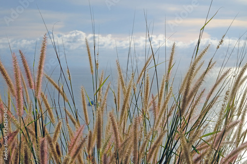 Gold wild grass growing on high ground with background of horizon between seascape and cloudscape