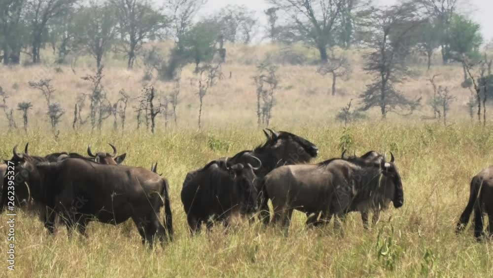 Wildebeests standing and ruminating in Tanzania Africa savanna Wildebeests standing and ruminating in Tanzania Africa savanna