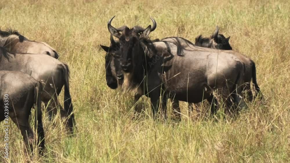 Wildebeests migrating, standing and ruminating in Tanzania Africa savanna Wildebeests migrating, standing and ruminating in Tanzania Africa savanna