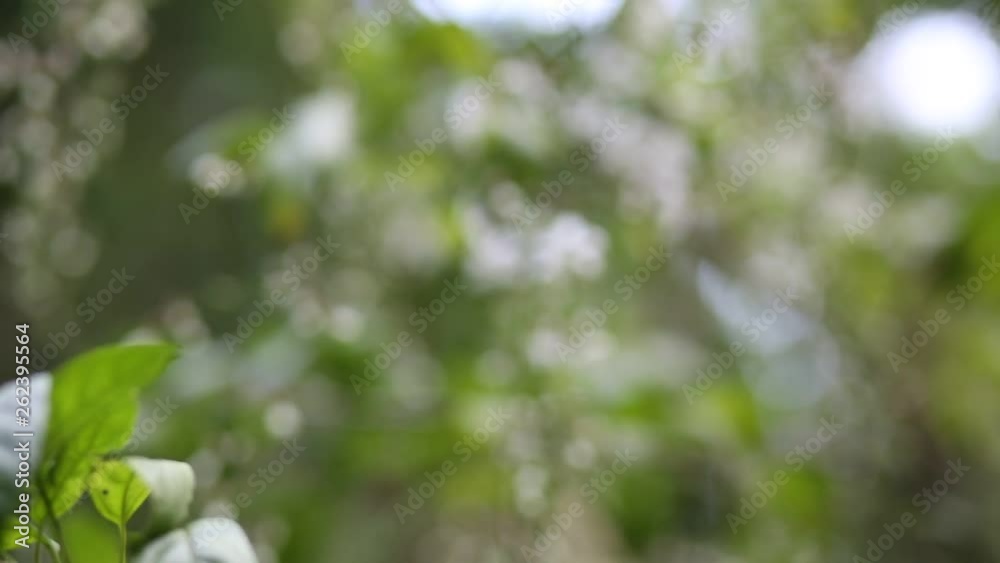 flowers in small clusters on a cherry tree branch, fading in to white. Shallow depth of field. Focus on center flower cluster. flowers in small clusters on a cherry tree branch, fading in to white. Shallow depth of field. Focus on center flower cluster.