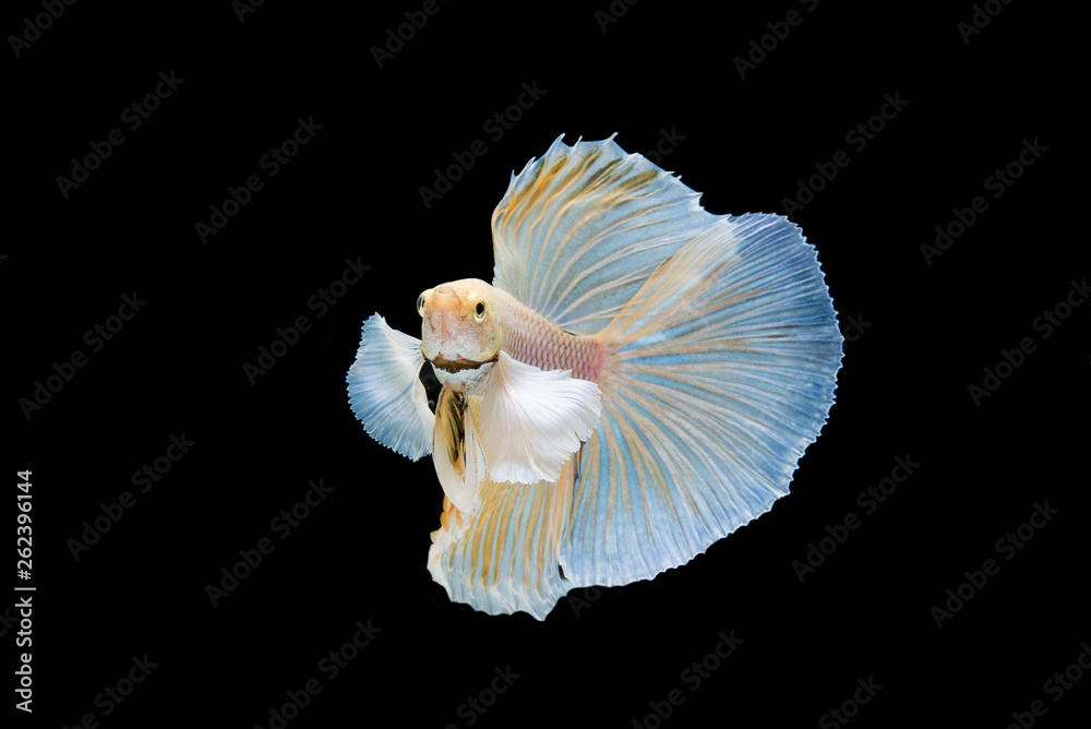 Naklejka premium Beautiful colorful of siamese betta fish