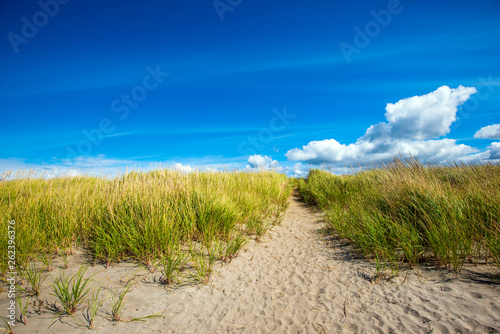 Path through sandy coastal dunes covered with lush grass on the coast of the Pacific Ocean