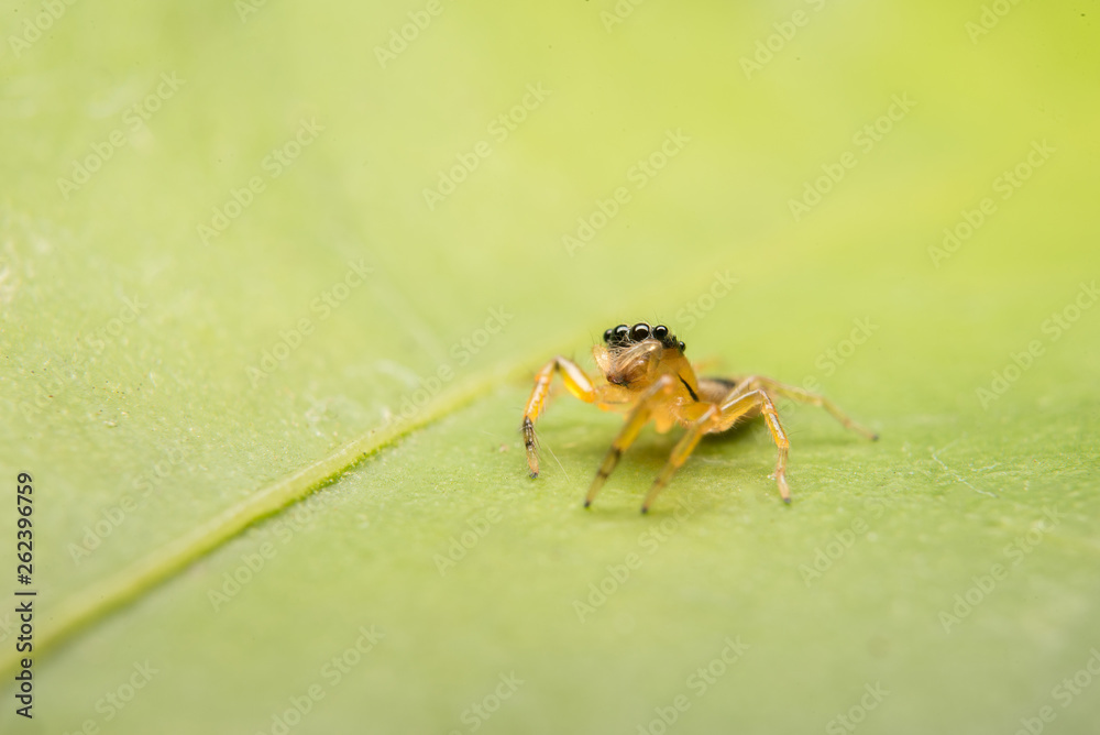 Fototapeta premium Jumping spider predator nature habitat