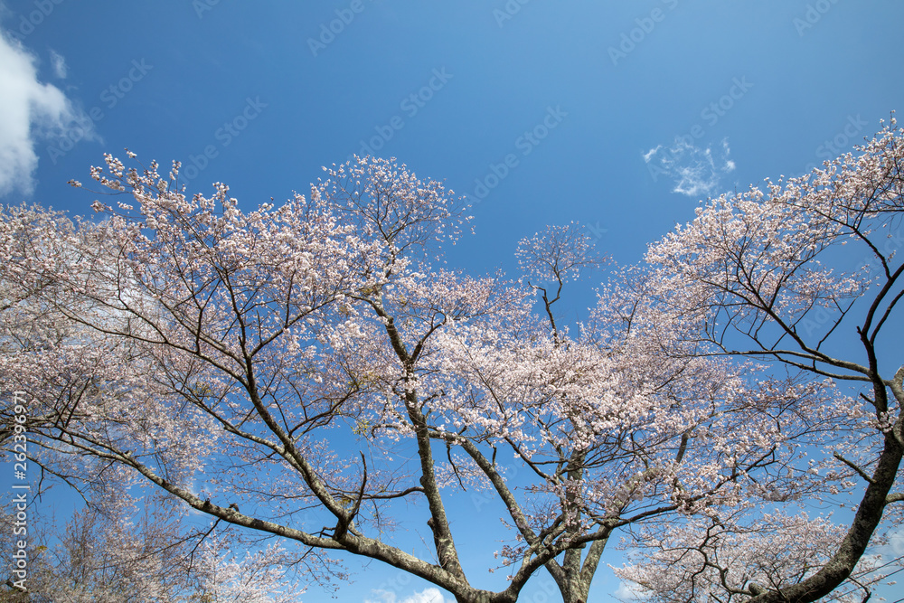 吉野山の桜