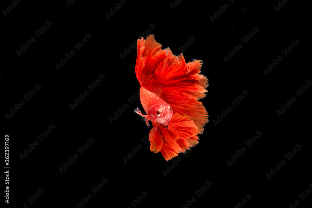 Beautiful colorful of siamese betta fish Beautiful colorful of siamese betta fish