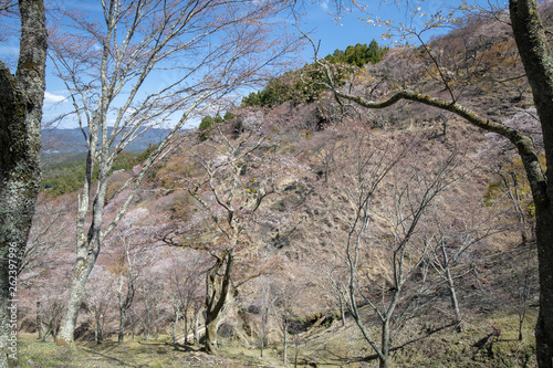 吉野山の桜 © HIROSHI H