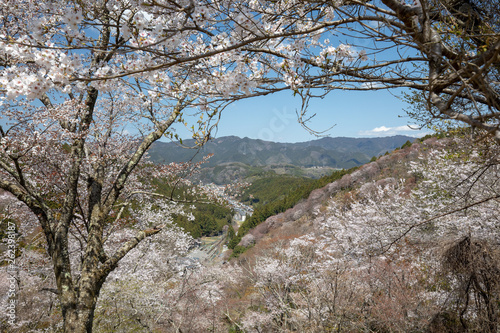 吉野山の桜