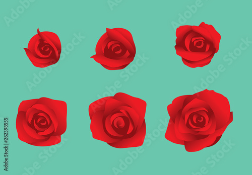 Flower Rose Blooming Sequence Frame Vector