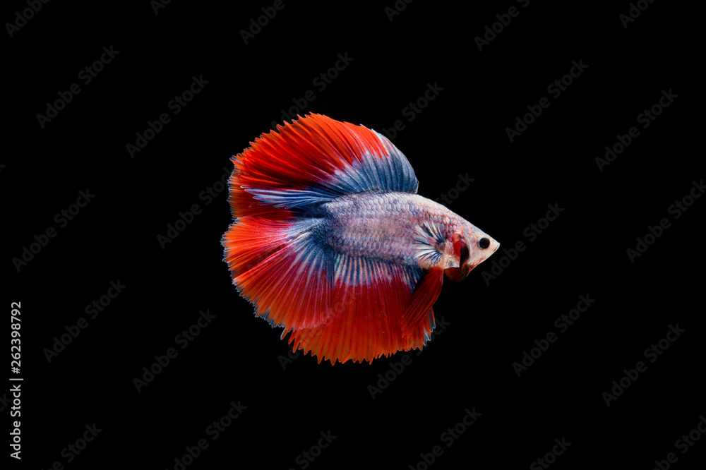 Beautiful colorful of siamese betta fish Beautiful colorful of siamese betta fish