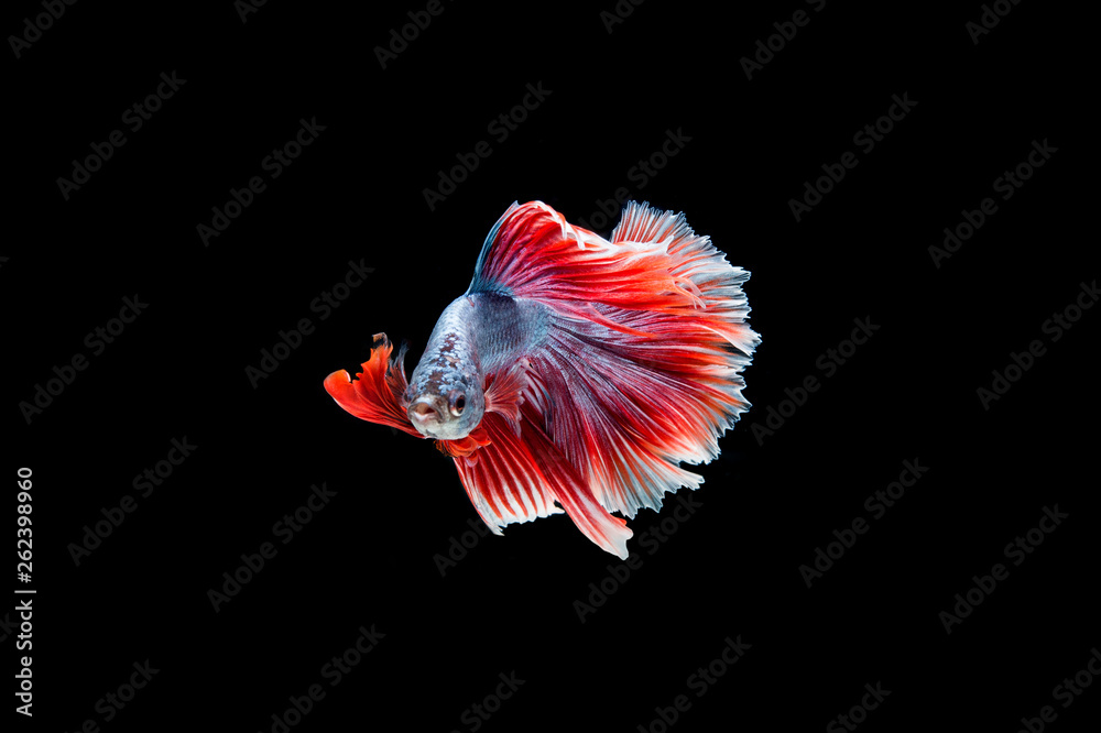 Beautiful colorful of siamese betta fish Beautiful colorful of siamese betta fish