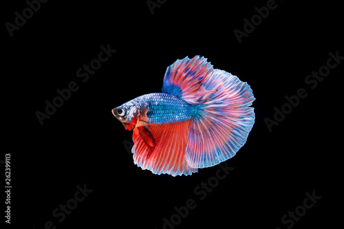 Beautiful colorful of siamese betta fish