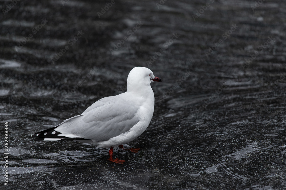 A seagull bird standing on shallow water. A seagull bird standing on shallow water.