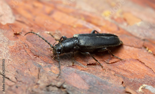 Brown spruce longhorn beetle  Tetropium fuscum  on wood