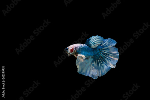 Beautiful colorful of siamese betta fish