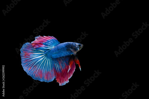 Beautiful colorful of siamese betta fish