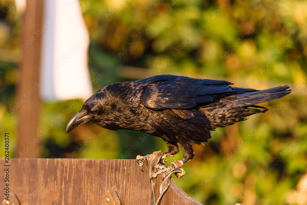 Fototapeta premium Raven close up 