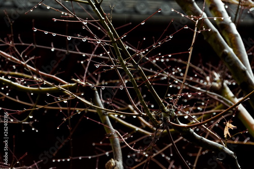 White frost drops that stick to the branches in the winter.