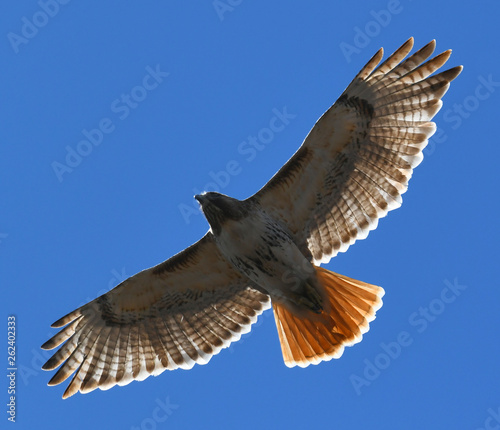 Photos red tailed hawk flying in the blue sky