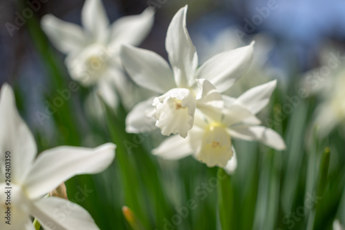 Fototapeta Naklejka Na Ścianę i Meble -  White daffodils in the spring sun