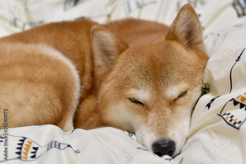 柴犬・睡眠