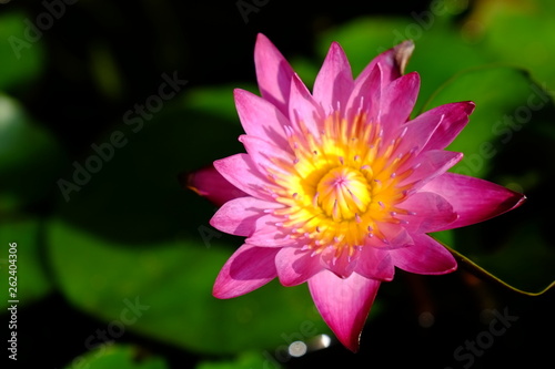 Purple lotus bloom with yellow pollen