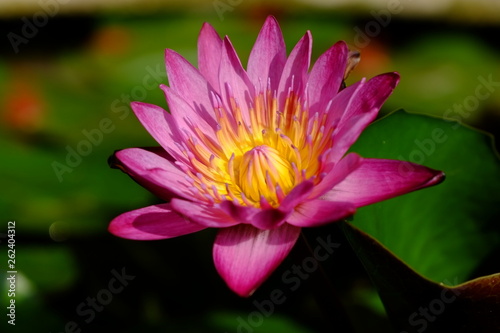Purple lotus bloom with yellow pollen