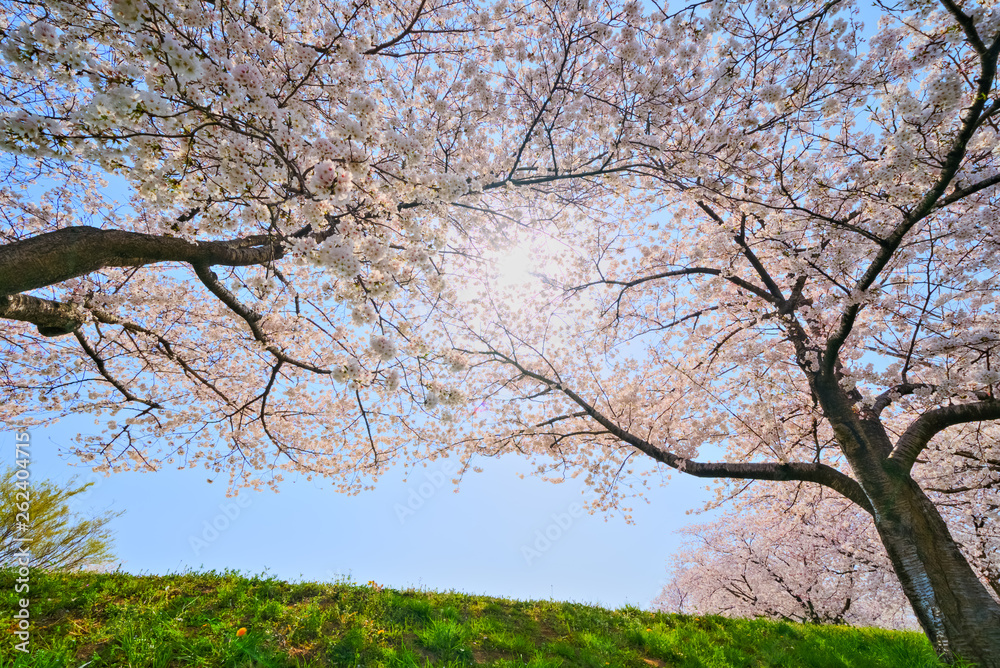 逆光の満開の桜　春のイメージ