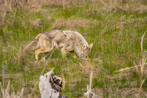 one coyote searching for its prey on grass field in the open  © Yi