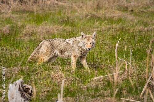 one coyote searching for its prey on grass field in the open looking at your way