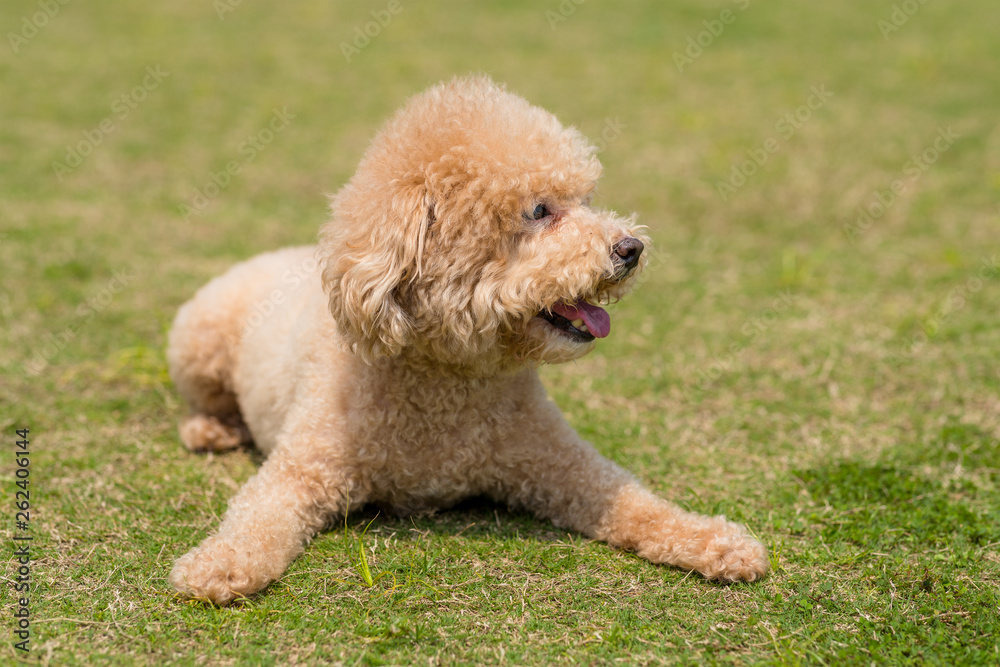 Dog Poodle lying down on the green lawn