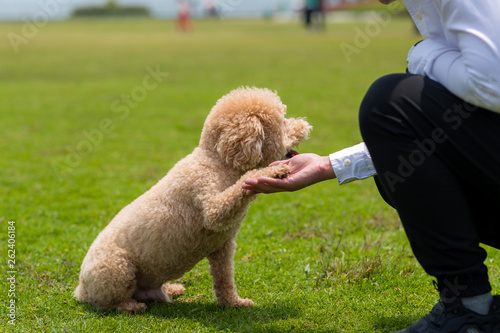 Dog Poodle shake hand with owner