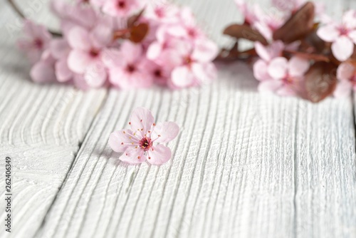 Sakura branches with flowers on white wooden background