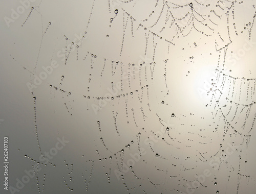 Natural background with raindrops on the cobweb in the early morning