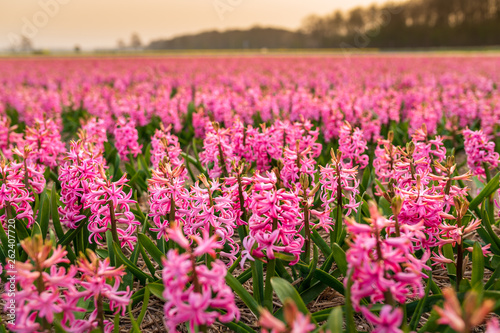 Field of pink flowers in sunset
