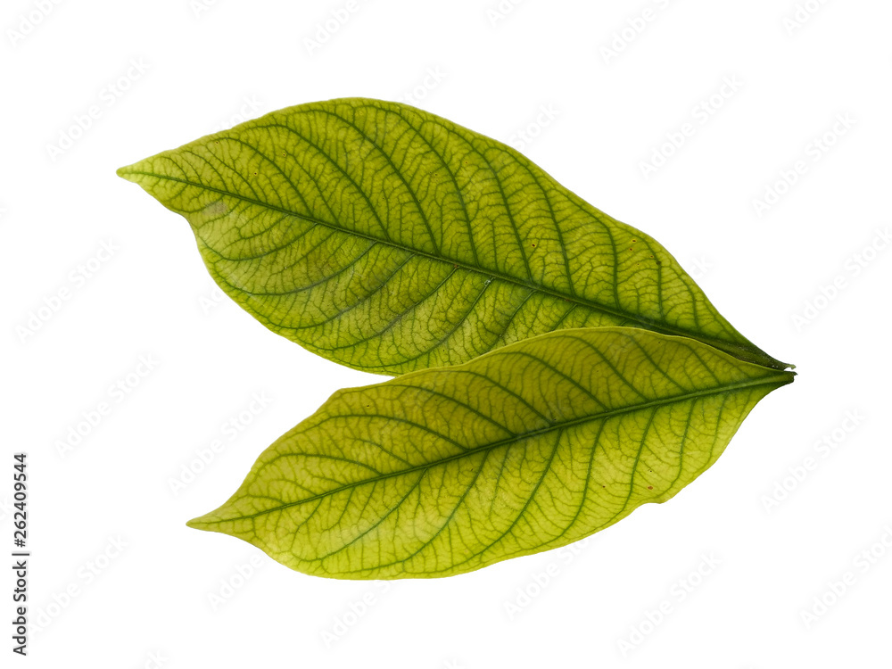 Leaf with white background. Kacapiring / Gardenia augusta also known as cape jasmine leaves isolated on white background. Leaf with white background. Kacapiring / Gardenia augusta also known as cape jasmine leaves isolated on white background.
