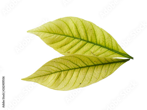 Leaf with white background. Kacapiring   Gardenia augusta also known as cape jasmine leaves isolated on white background.