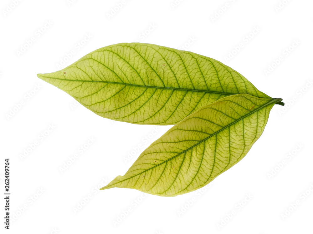 Leaf with white background. Kacapiring / Gardenia augusta also known as cape jasmine leaves isolated on white background. Leaf with white background. Kacapiring / Gardenia augusta also known as cape jasmine leaves isolated on white background.