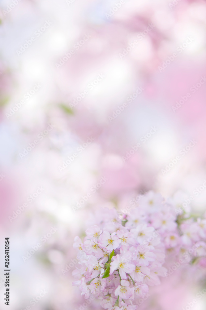 Cherry Blossom 桜