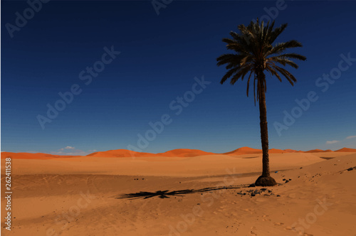 Lone Palm Tree near Marzouga Morocco