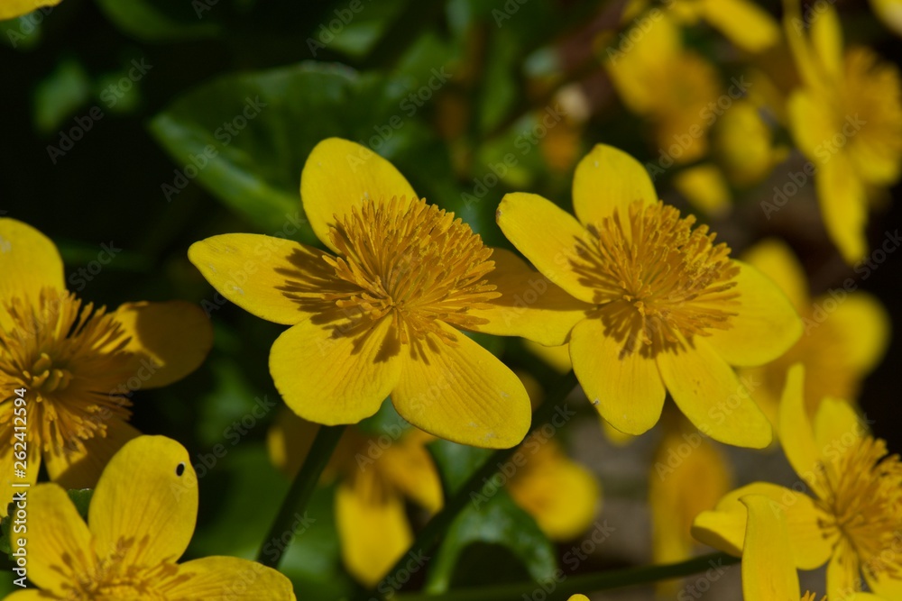 yellow flowers in garden yellow flowers in garden